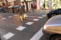 Foto 1 Pasos de peatones más económicos y menos visibles foto 1