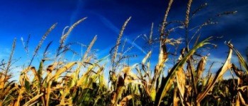 Biocombustibles de segunda generación prometen innumerables beneficios