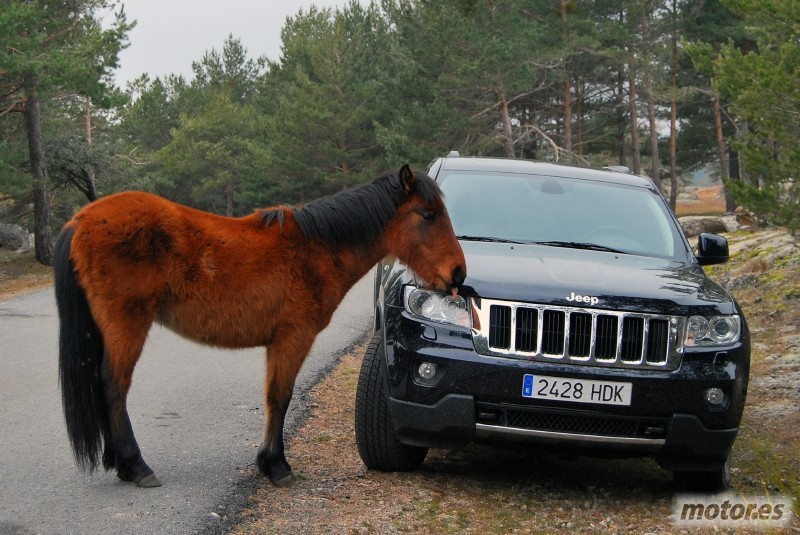 Jeep Grand Cherokee caballo